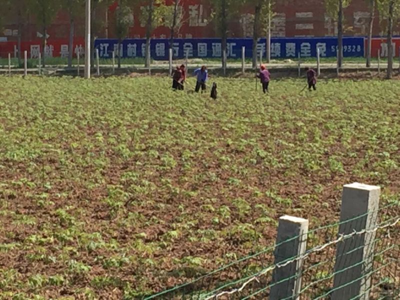 沁阳市益康中药材种植基地近况